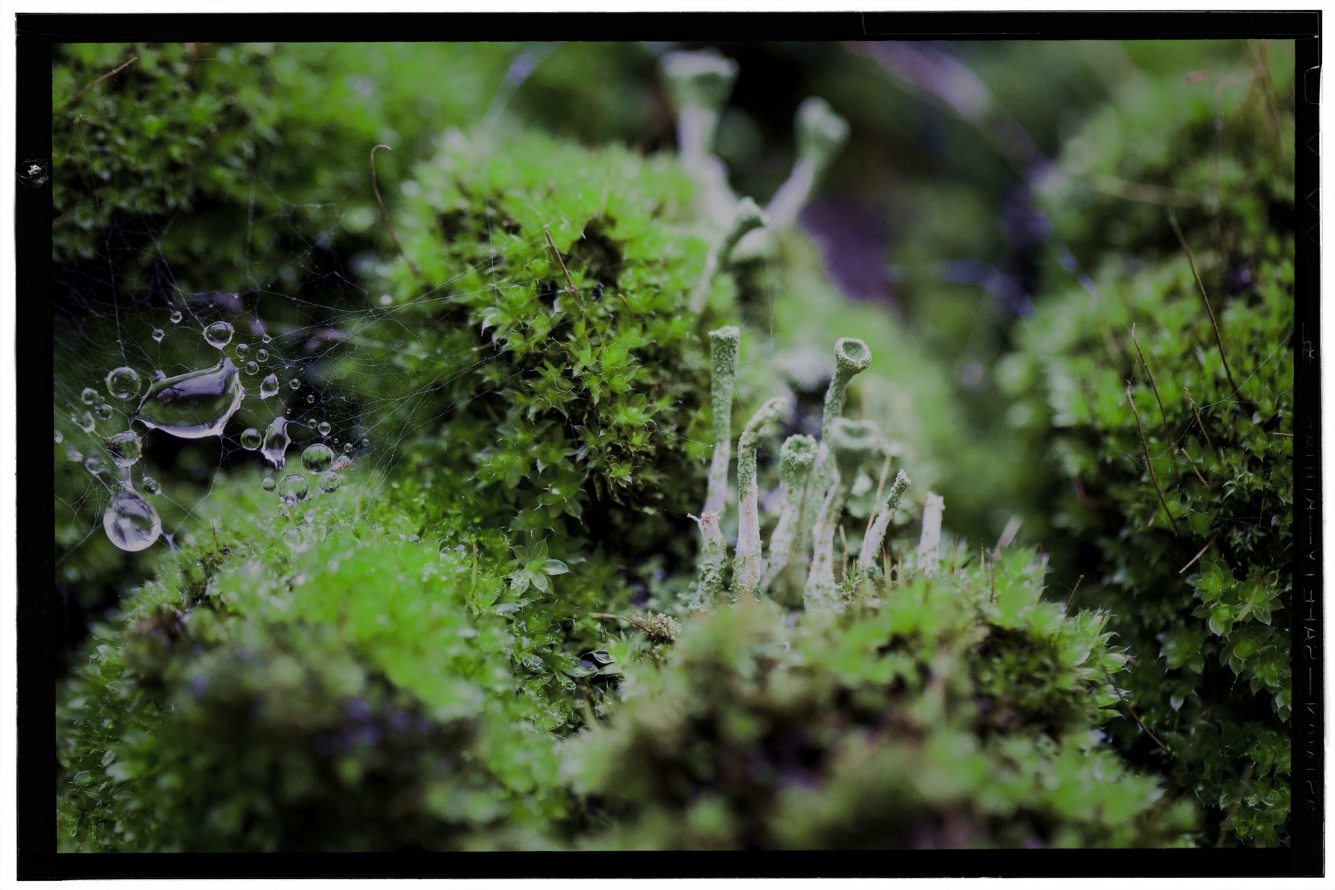 Pixie Cup Lichen