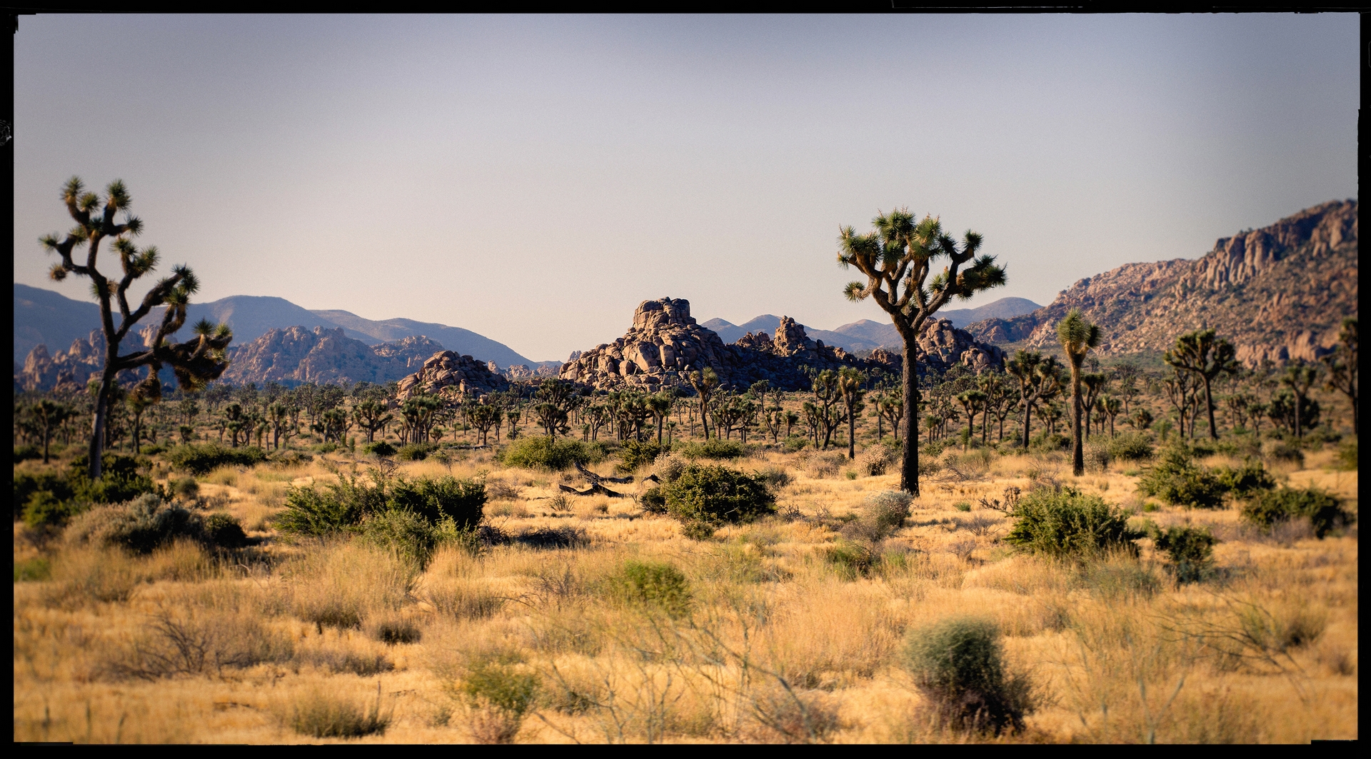 Joshua Tree National Park